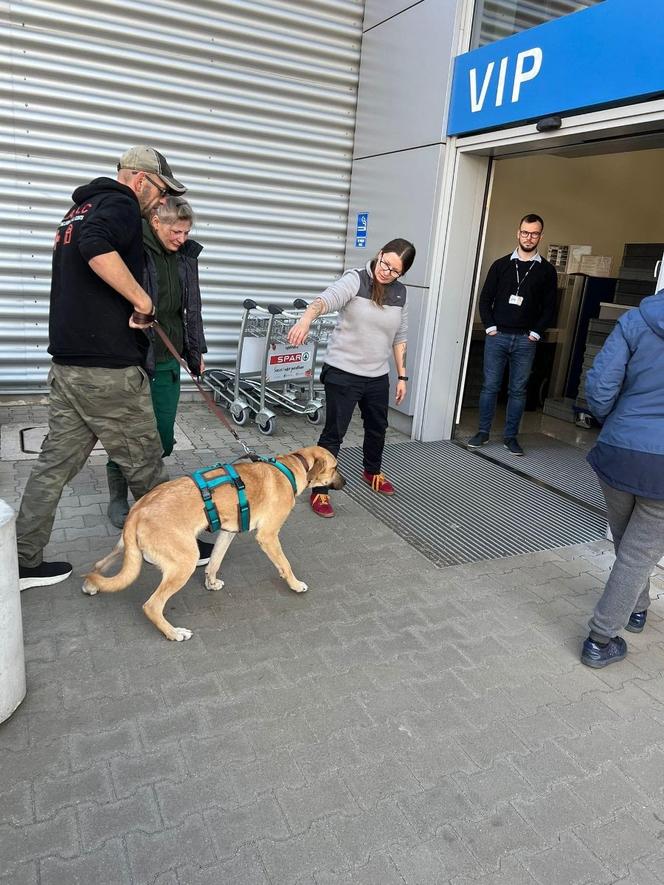 Poznańskie schronisko pomogło ukraińskim psom