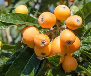 To mało znany owoc, a szkoda! Ma niewiele kalorii i może korzystnie wpływać na serce