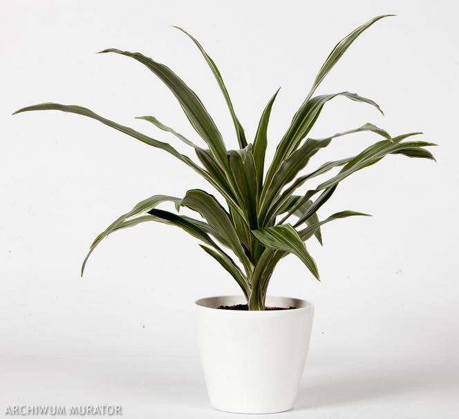 Dracena