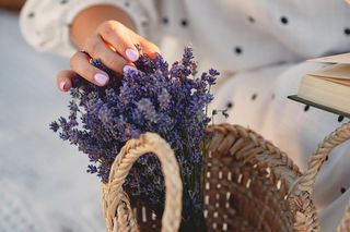 Pięknie pachnie, uspokaja, pielęgnuje. Poznaj wszystkie właściwości lawendy