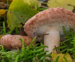  ATLAS GRZYBÓW ONLINE: Nie daj się nabrać! Grzyby trujące łudząco podobne do jadalnych [ZDJĘCIA i OPISY]