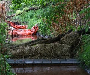 Pożar w Siemianowicach Śląskich był zlecony przez Rosję?