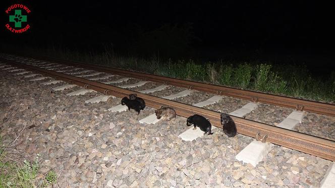 Sadysta porzucił szczeniaczki na torach kolejowych!