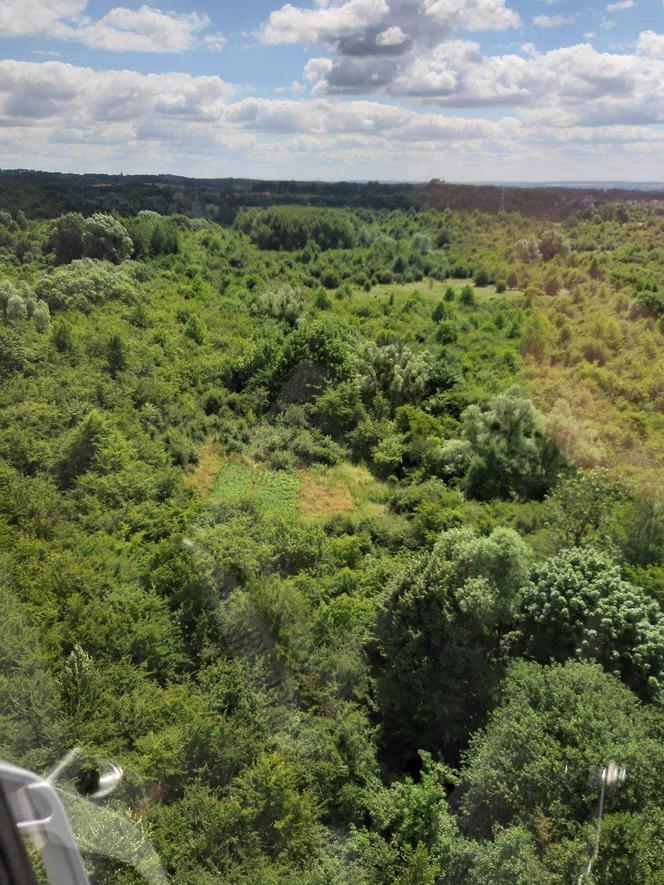 W czasie lotu zauważyli plantację konopi na obrzeżach Elbląga