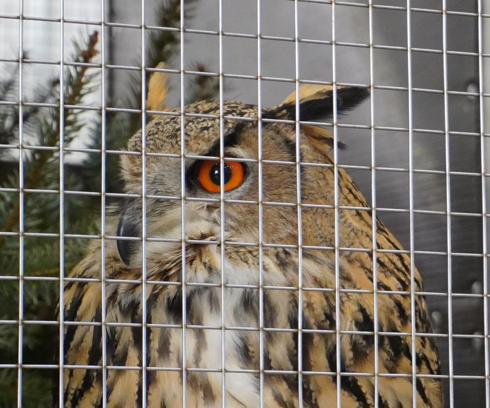 ZOOPARK w Lublinie. „Postawiliśmy na polski las. Chcemy promować nasze zwierzątka”