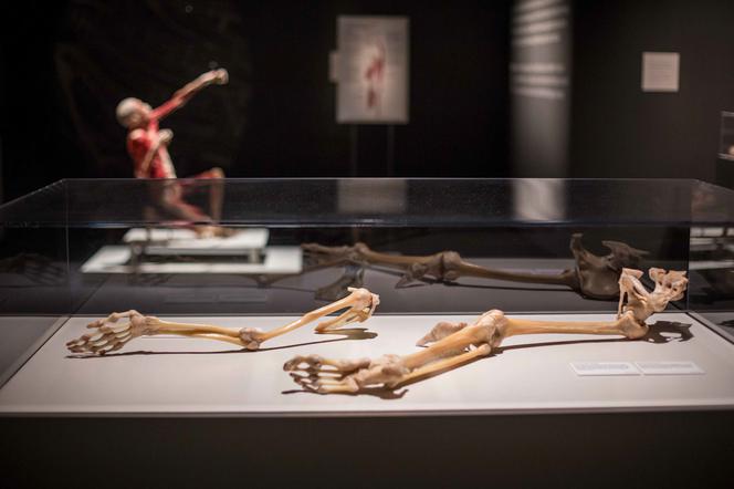 Bodies Revealed