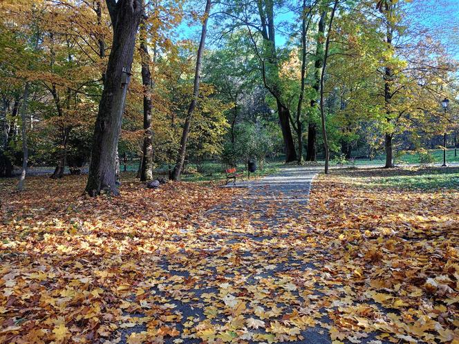 Jesienią wielu siedlczan chętnie spaceruje po parku Aleksandria
