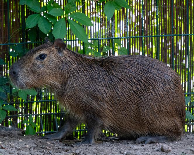 Kapibary przejmują łódzkie ZOO! Do dwóch samic dołączył samiec