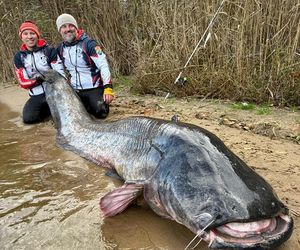 Polscy wędkarze złowili suma giganta o długości 292 cm. To nowy rekord świata!
