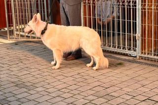 Ekipa filmowa w schronisku dla zwierząt w Nowym Sączu 