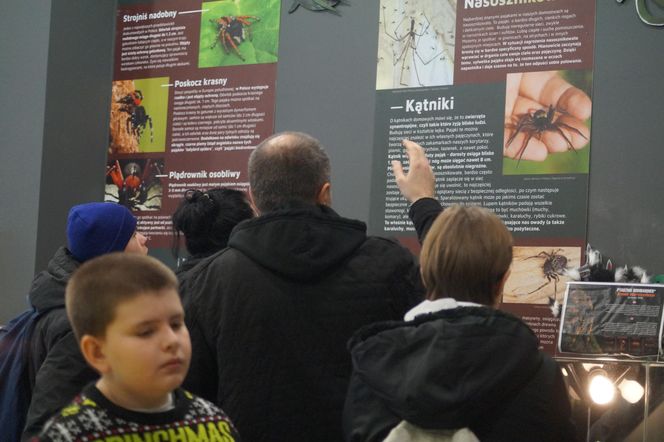 Wystawa pająków w Bydgoszczy. Egzotyczna atrakcja na ferie zimowe