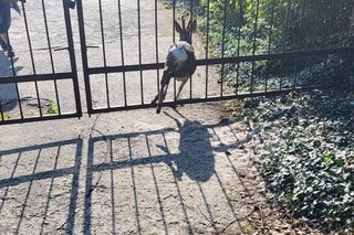 Strażnicy miejscy z Gostynia uratowali młodego rogacza
