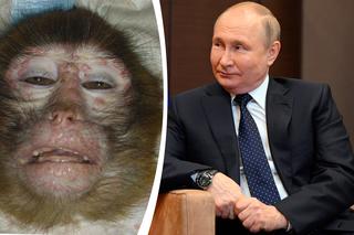 Szokujące słowa Rosjan o małpiej ospie! Chodzi o wojnę na Ukrainie