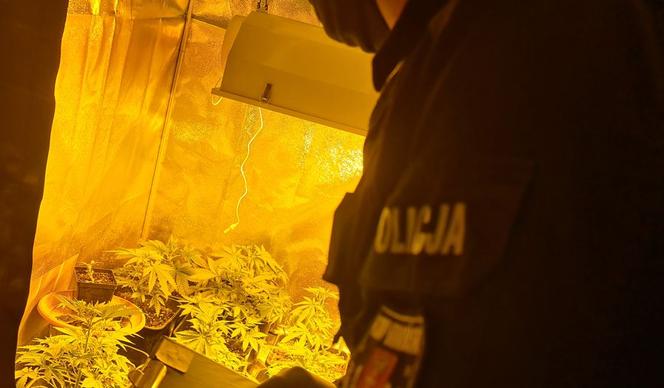 32-latek prowadził w Gdańsku profesjonalną plantację marihuany