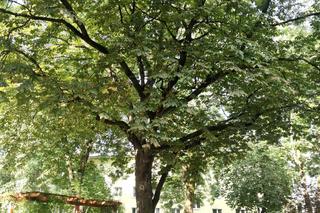 Lublin ma nowe pomniki przyrody!