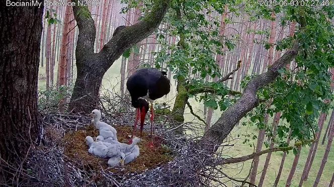 Bocian czarny wyrzucił z gniazda dwa pisklaki