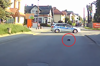 Policjanci zamknęli ulicę, ponieważ... przez drogę przechodził jeż! - WIDEO