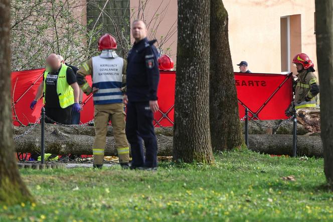 Rabka-Zdrój. Trzy osoby, w tym sześcioletnie dziecko, zginęły przygniecione przez powalone pod naporem wiatru drzewo