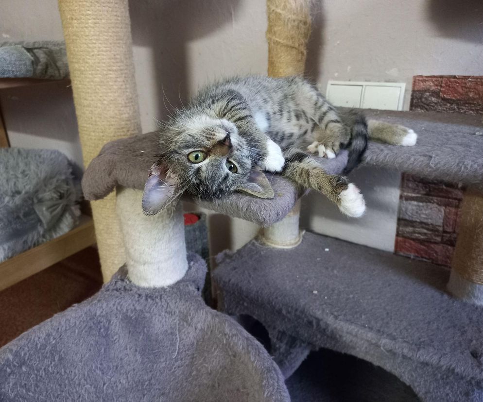 Poszukiwani wolontariusze do pomocy w Kociarni w Lesznie