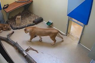 Młode lwice Wanja i Malkia są już we wrocławskim zoo. Do nowej lwiarni trafi także Togo 