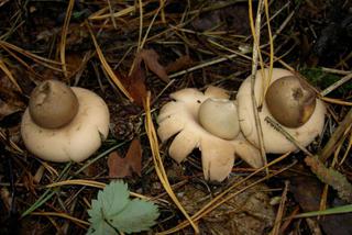 Dziwny grzyb wyglądający jak UFO! Takie cudo można znaleźć w polskich lasach [ZDJĘCIA]
