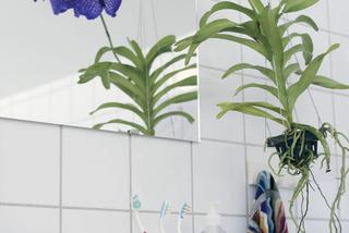 Storczyk Vanda ożywi każdą łazienkę