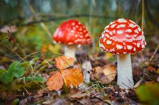Jedzenie muchomorów - nowa celebrycka moda. Wyjaśniamy, o co w tym chodzi