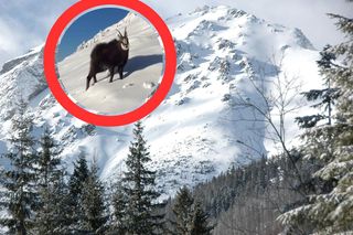 Niezwykłe nagranie z Tatr! Kozice radośnie szaleją wśród śniegu. Cudne sceny [WIDEO]