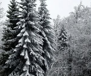 Pierwszy śnieg w Bieszczadach