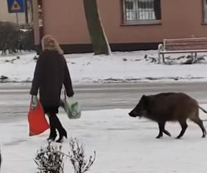 Dziki zaatakowały kobietę w centrum Jaworzna 