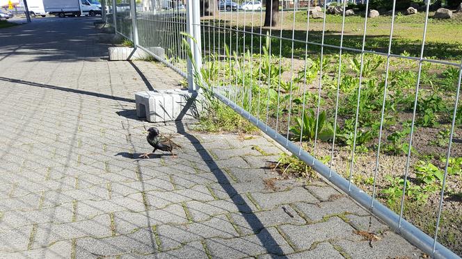 Park Jonstona w Lesznie gotowy