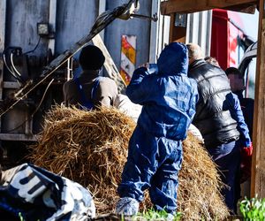 Horror koło Ostródy. Zwierzęta konały bez światła, wody i jedzenia