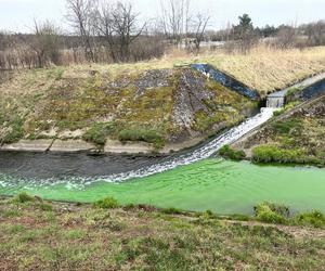 Rzeka Mleczna w Katowicach zmieniła kolor na jaskrawozielony