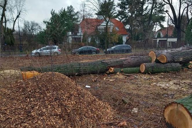 Kolonia Praussa - wycinka na działce Szaserów 62