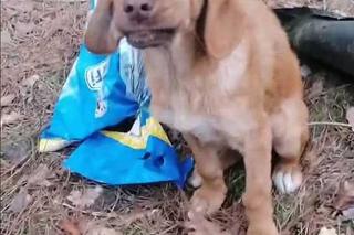 Ktoś spakował psa do reklamówki i porzucił go w lesie [GALERIA]