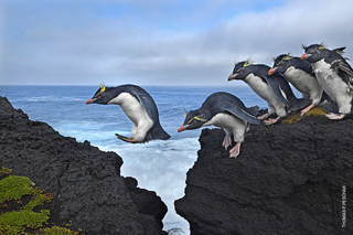 Pingwiny Skalne Ameryki Południowej