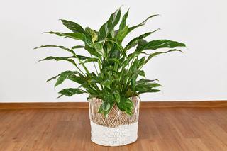 Skrzydłokwiat Variegata - osobliwa odmiana znanej rośliny oczyszczającej powietrze