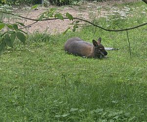 Zaglądamy do mieszkańców bydgoskiego ZOO. Kto mieszka w sercu Myślęcinka?