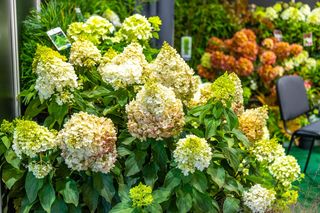 Targi ZIELEŃ TO ŻYCIE 2025