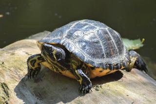 Te żółwie czeka śmierć. Nie mają prawa żyć w śląskich zbiornikach