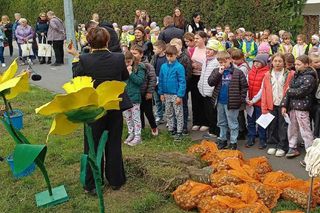 Kolejny rok idą na rekord- w jednym miejscu posadzili pięć tysięcy cebulek żonkili