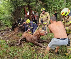 Nietypowe interwencje służb. Strażacy-ochotnicy uratowali stado koni, a strażnicy miejscy sarenki