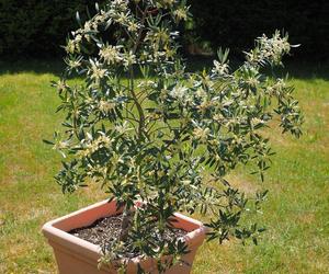 Sadzonki drzewek oliwnych lub niweielkie drzewka mozna kupić w marketach ogrodniczych