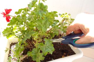 Liście pelargonii żółkną [Porada eksperta]