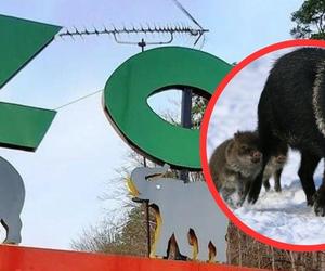 Kolejna rodzina w Gdańskim ZOO się powiększyła! Na świat przyszły małe pekariowce  