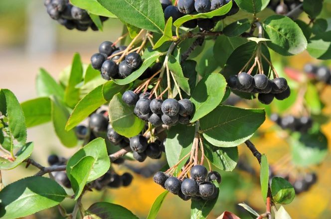 aronia