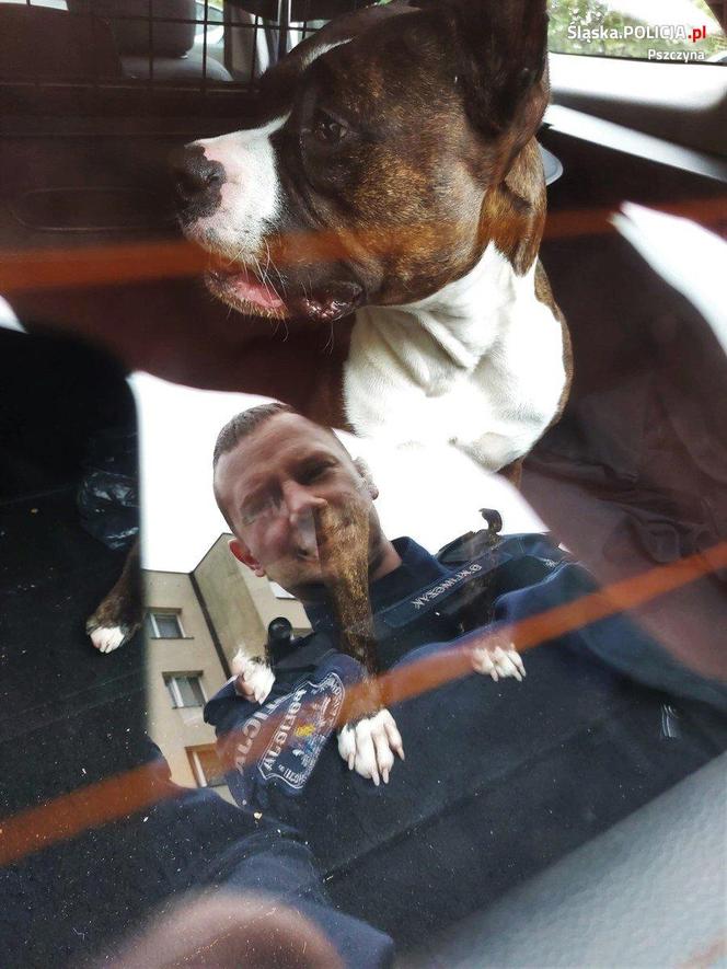 Agresywny pies na placu zabaw schwytany przez pszczyńską policję