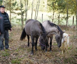 Podlaskie. Wataha wilków terroryzuje mieszkańców wioski. Zabijają zwierzęta, wchodzą na podwórko