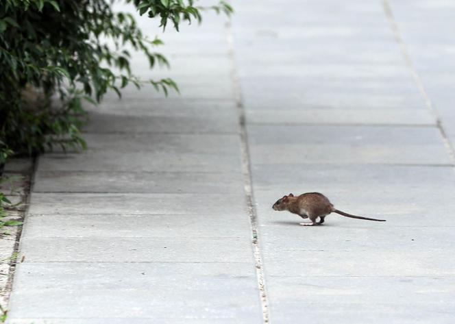 Szczury opanowały Rondo Wiatraczna w Warszawie. Mieszkańcy: Boimy się chodzić tędy z dziećmi