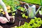 Sadzenie warzyw w skrzyniach ogrodowych - jak sadzić warzywa na podwyższonych grządkach?